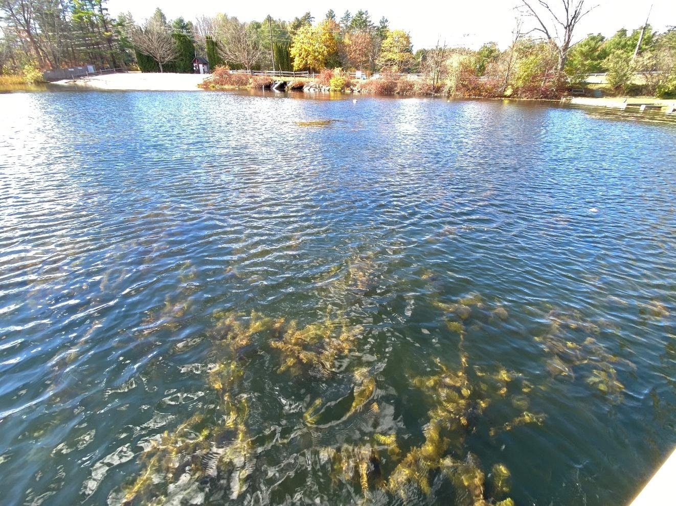Lake Garfield 2025 Late-Season Aquatic Plant Survey Report