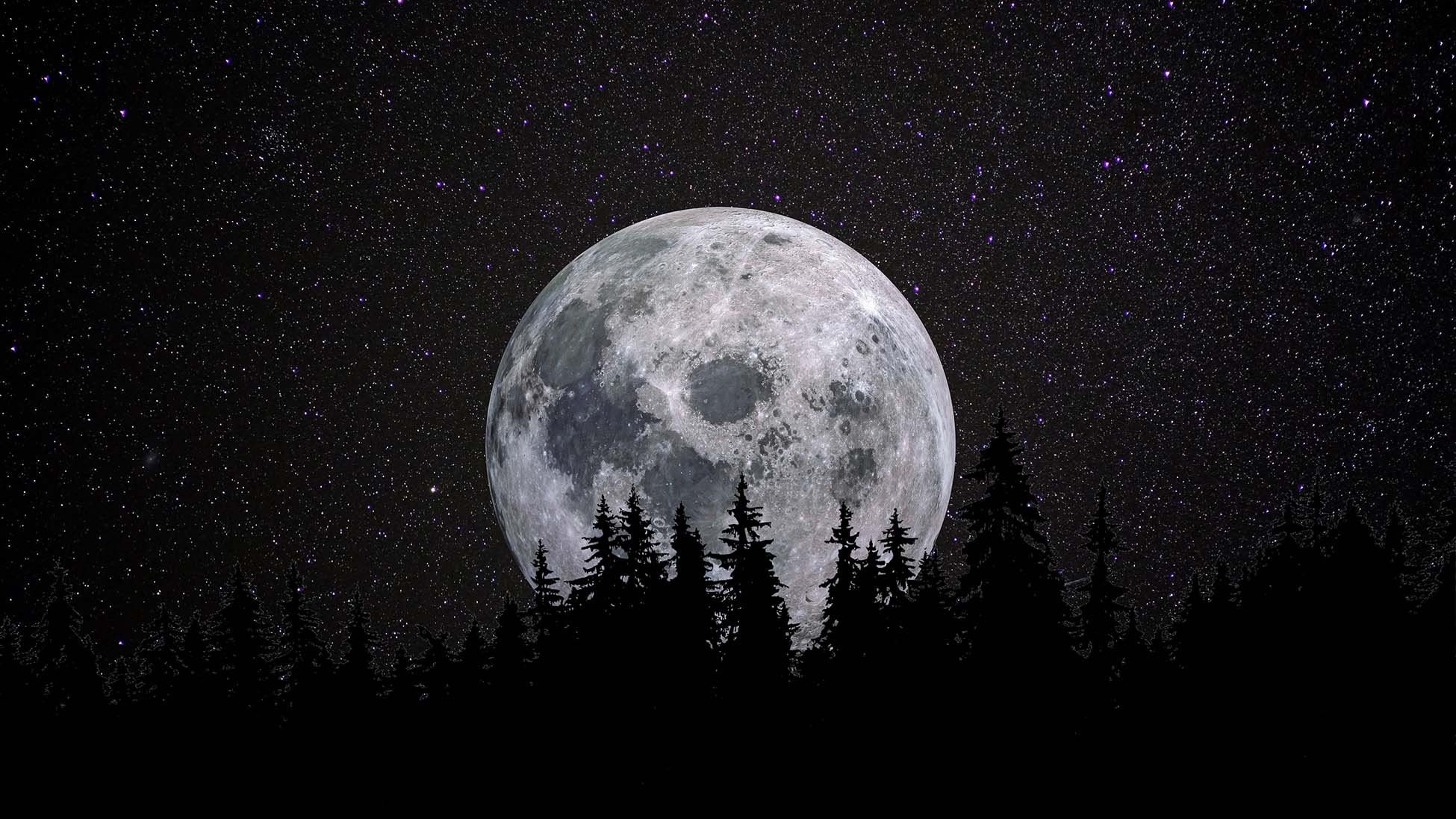 moon-forest-banner-x.jpg