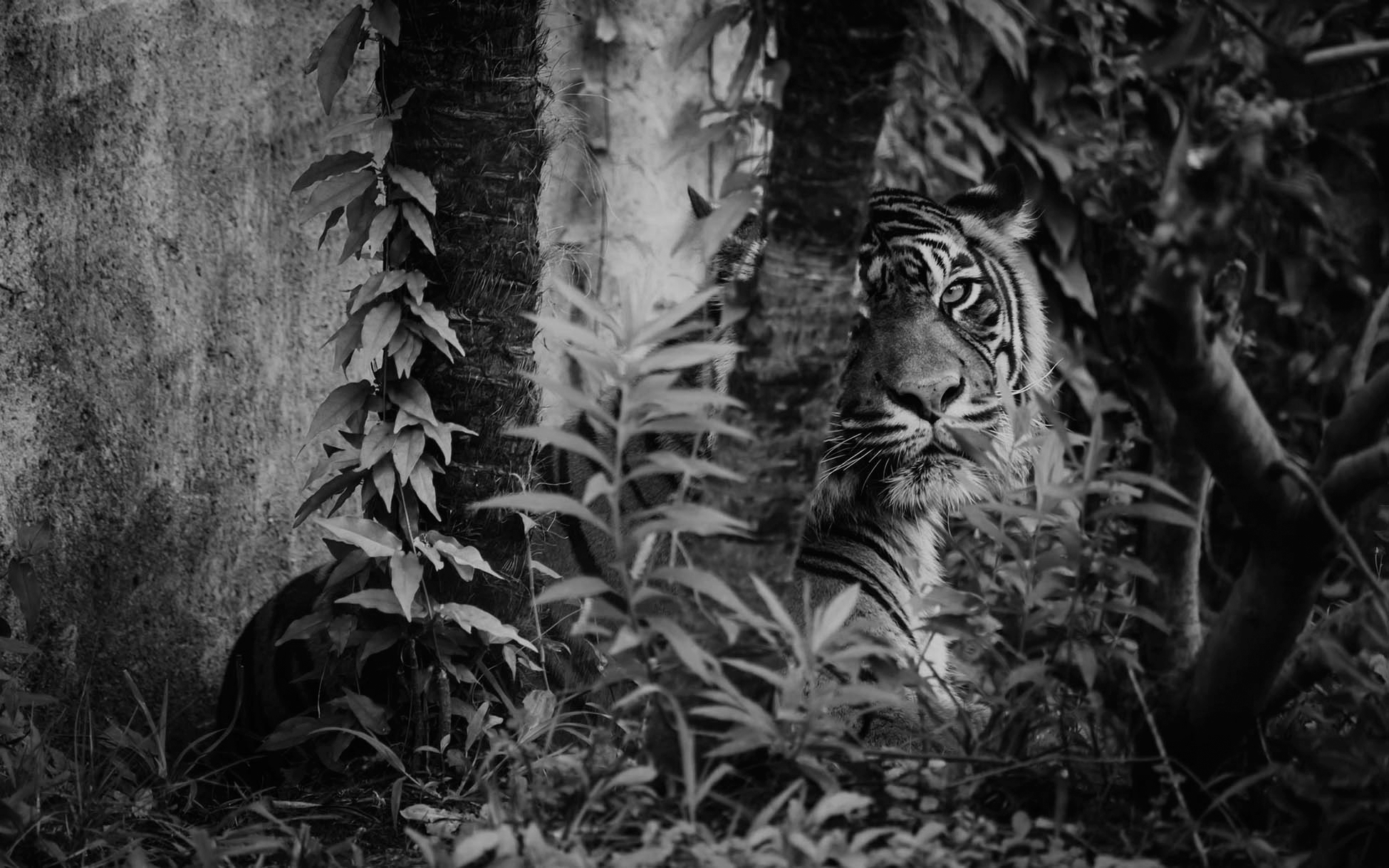 tiger-forest-bw20.png