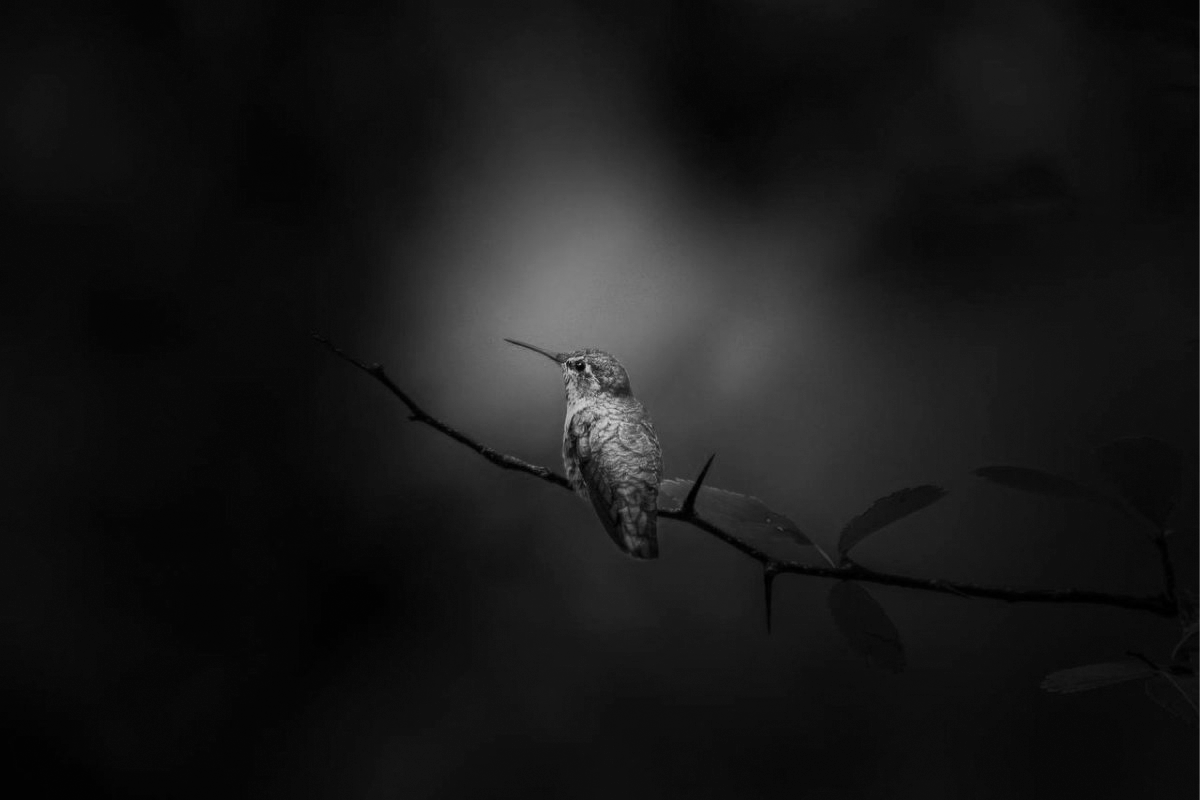 hummingbird-forest-bw.png
