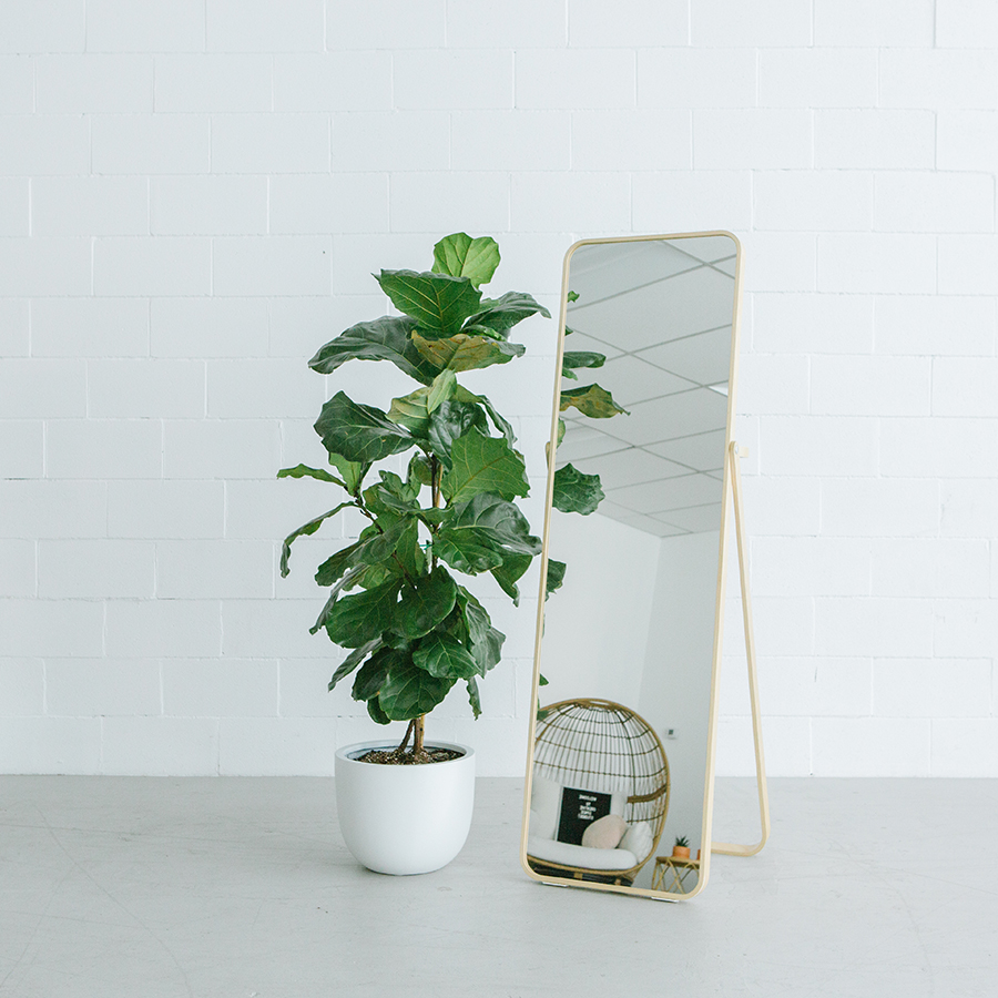 full length mirror with fiddle leaf tree in front of a white brick wall in a natural light studio in dublin ca.jpg