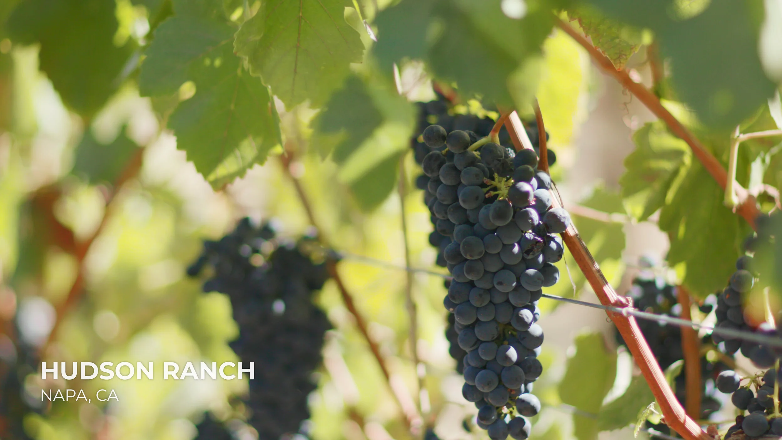 Terroir to Table - Hudson Ranch