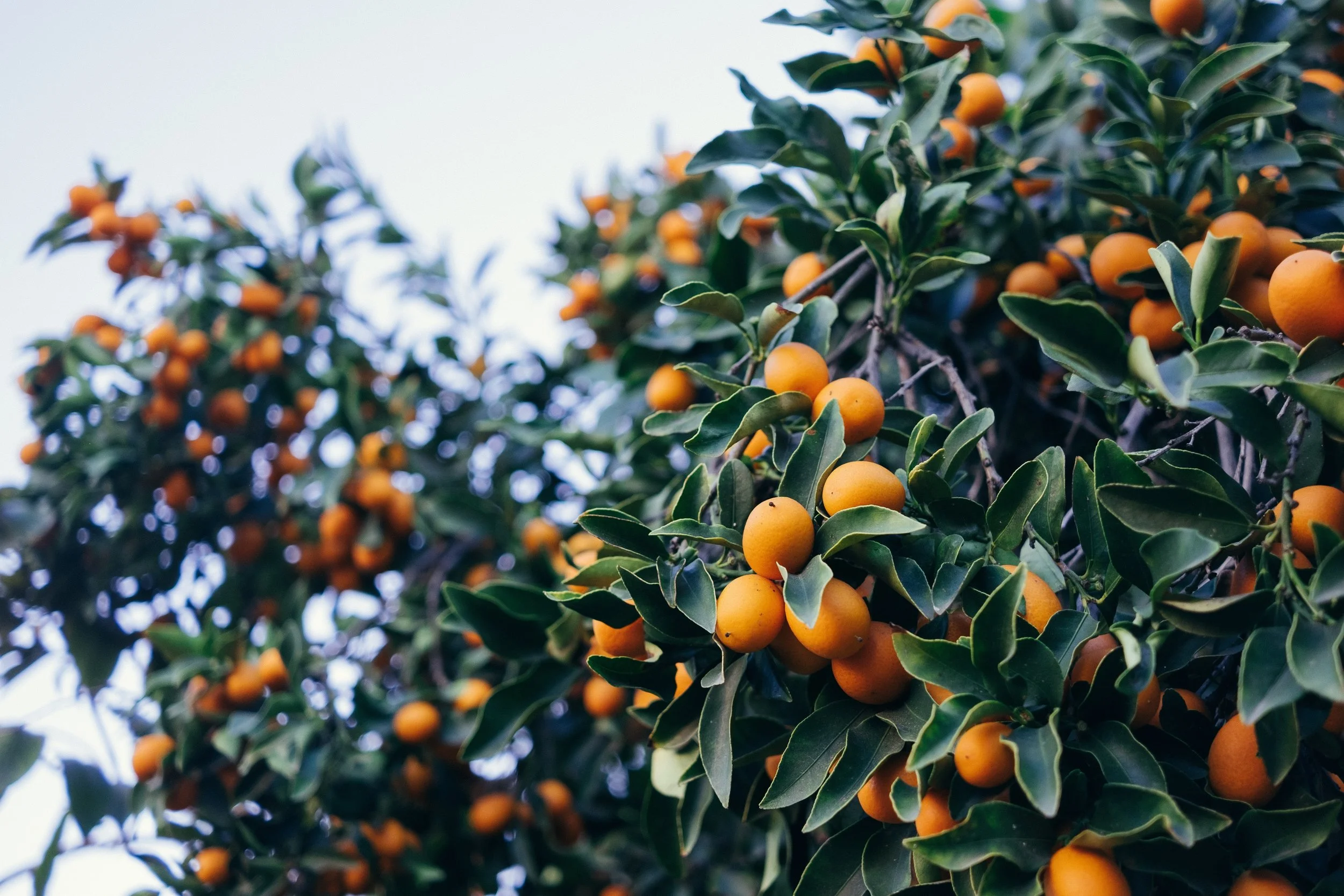 Oranges