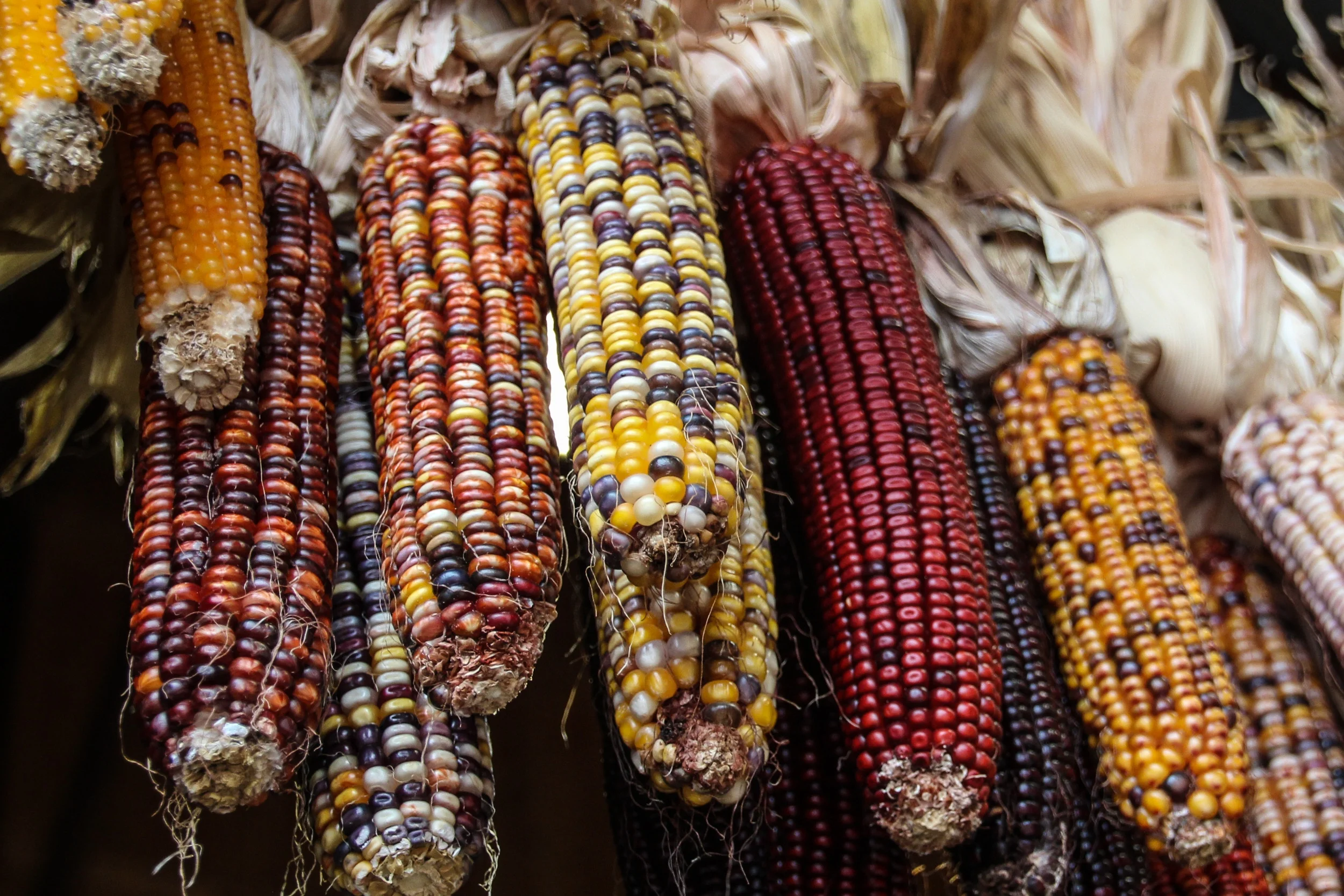 Corn