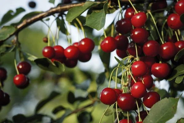 about_cherries_grande.jpg
