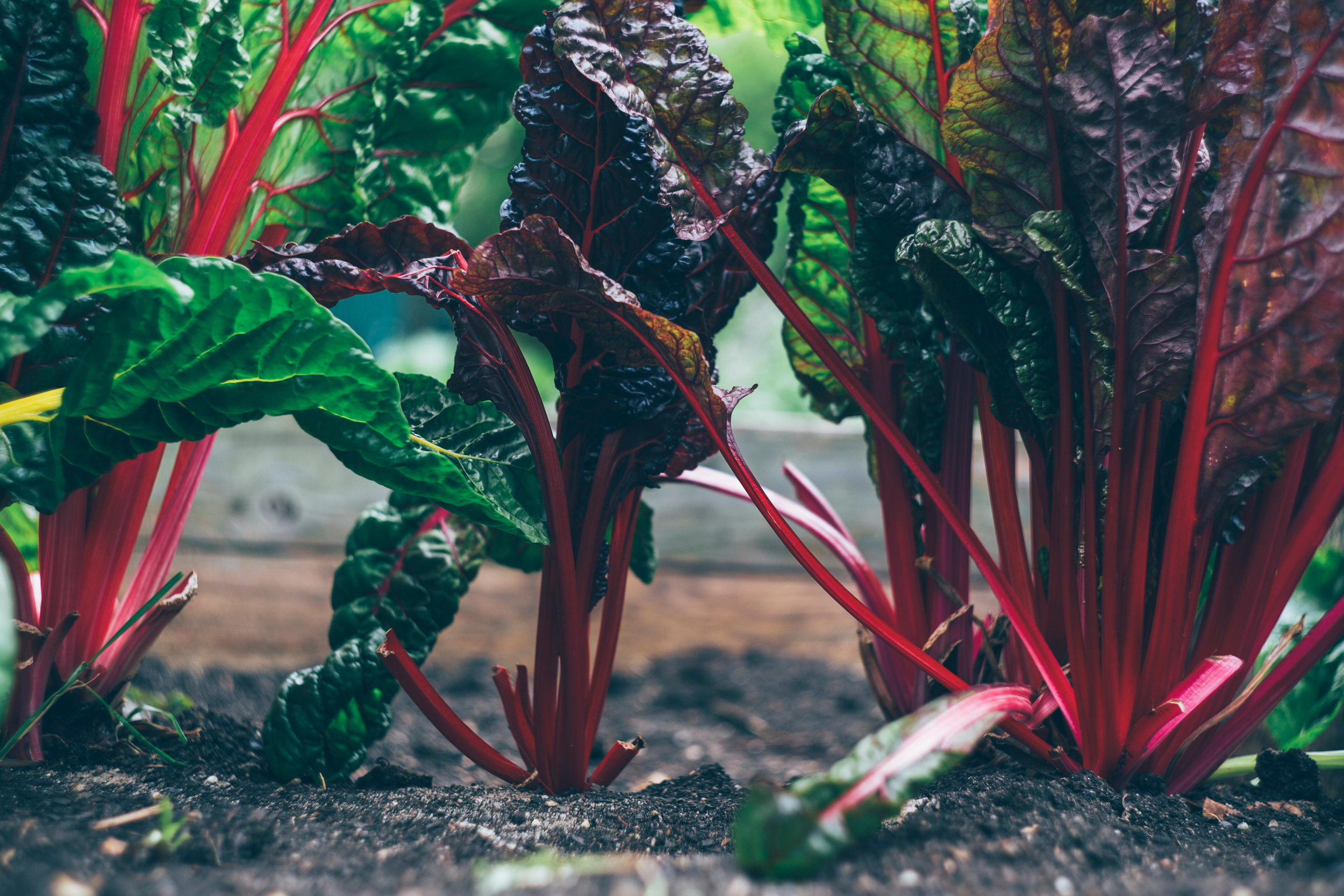Rhubarb