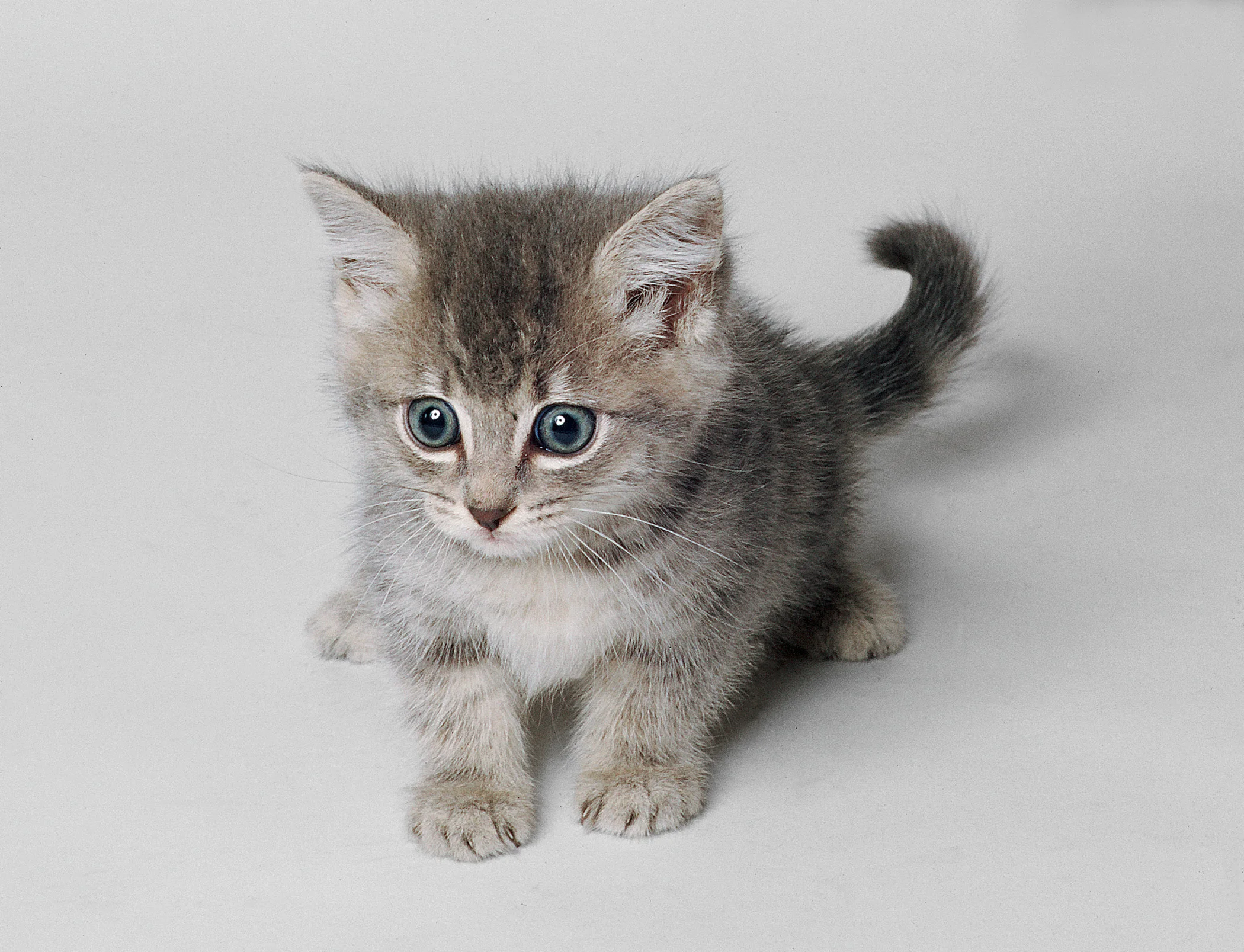 kitten-stock.JPG