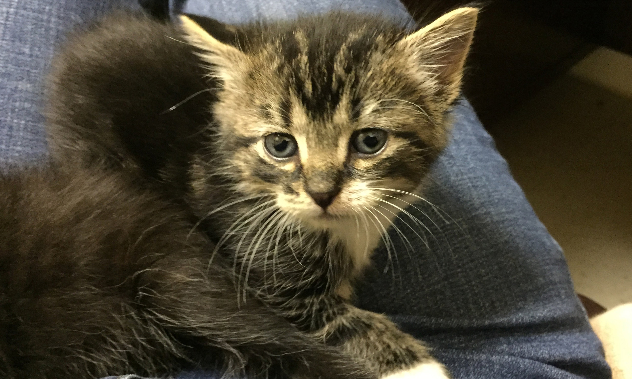 lapsed cat vaccinations