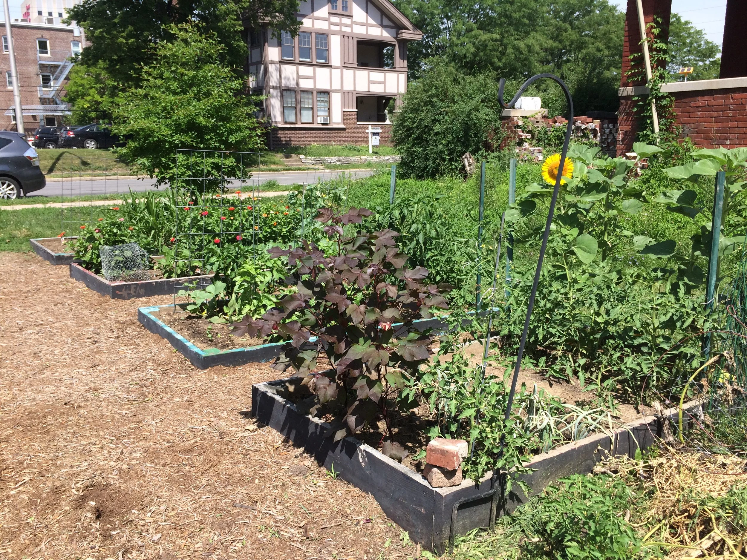 Garden with Cotton in foreground - Laura Cummings.JPG