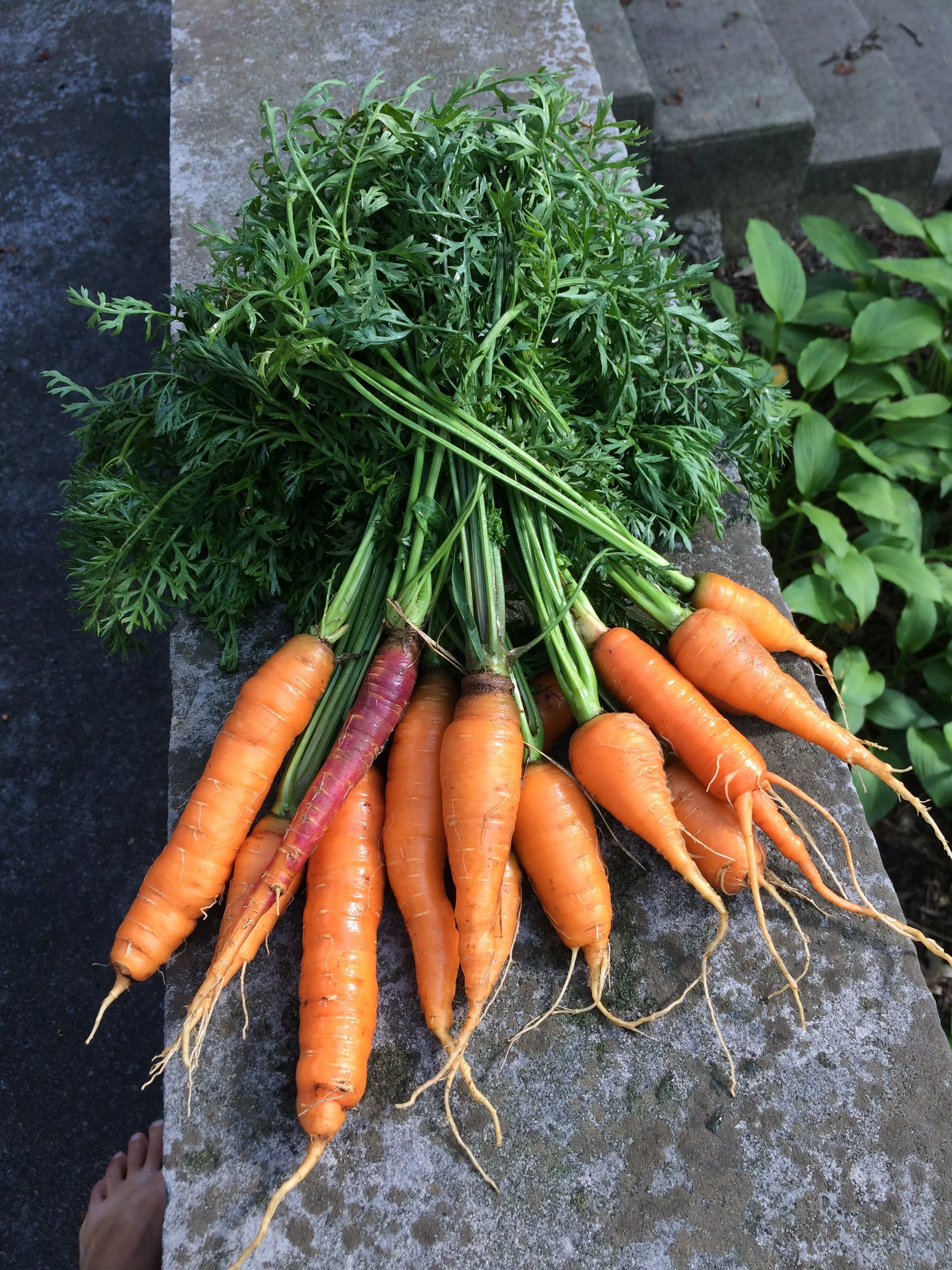 carrots - Laura Cummings.JPG