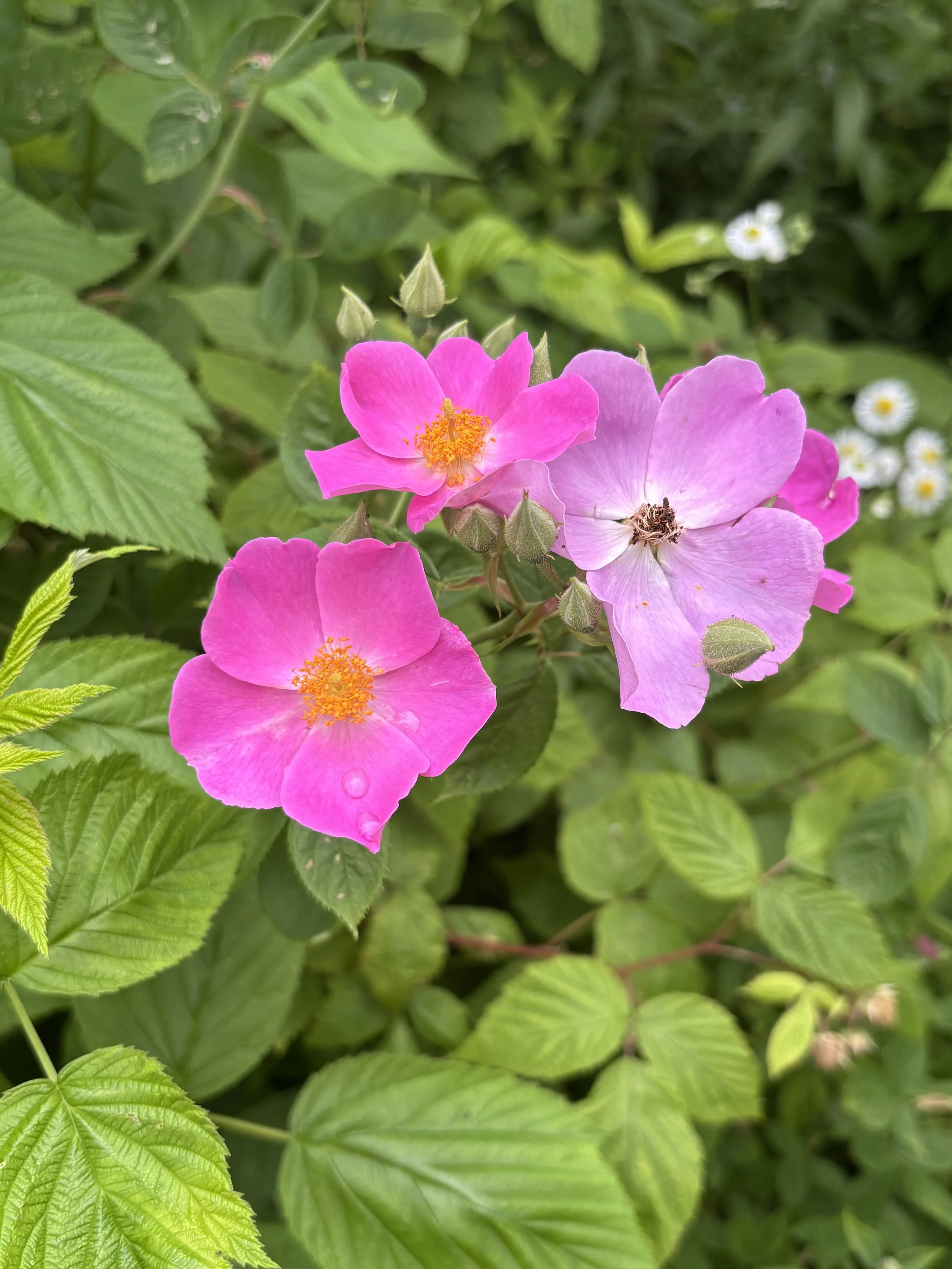 IMG_6750.jpeg