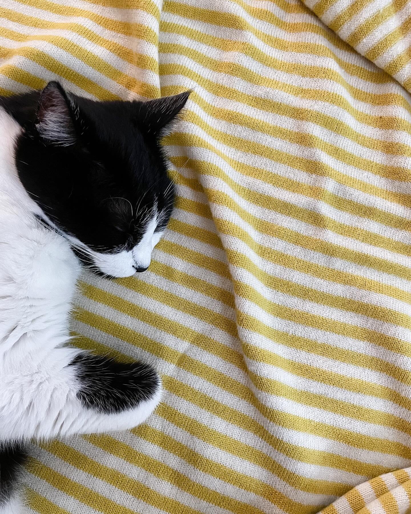 It&rsquo;s been a tough week of moving an aging parent and the unexpected passing of a dear friend. In the midst of it all, we had a FaceTime with a cat foster in New York and saw the two kittens we&rsquo;ll be adopting. Their mom was pregnant and li