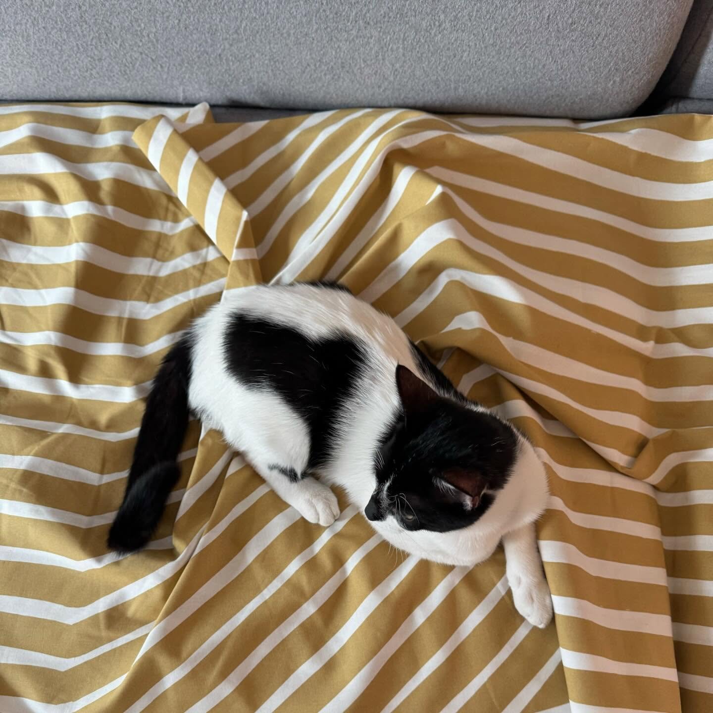 A little @marimekko fabric makes a sofa protector for Dot the destroyer. 😼