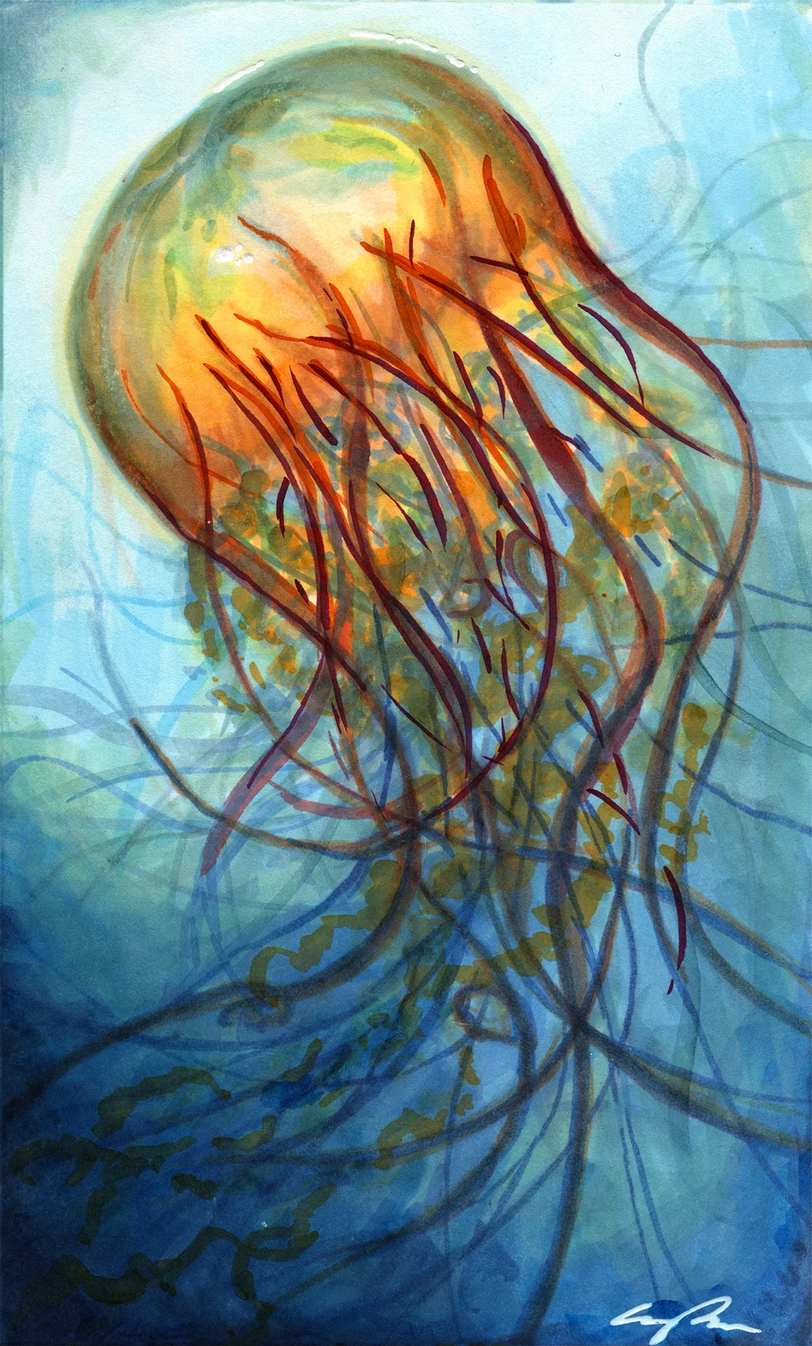 Jellyfish.jpg