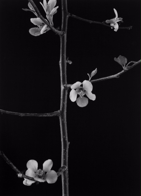 Pear Blossom