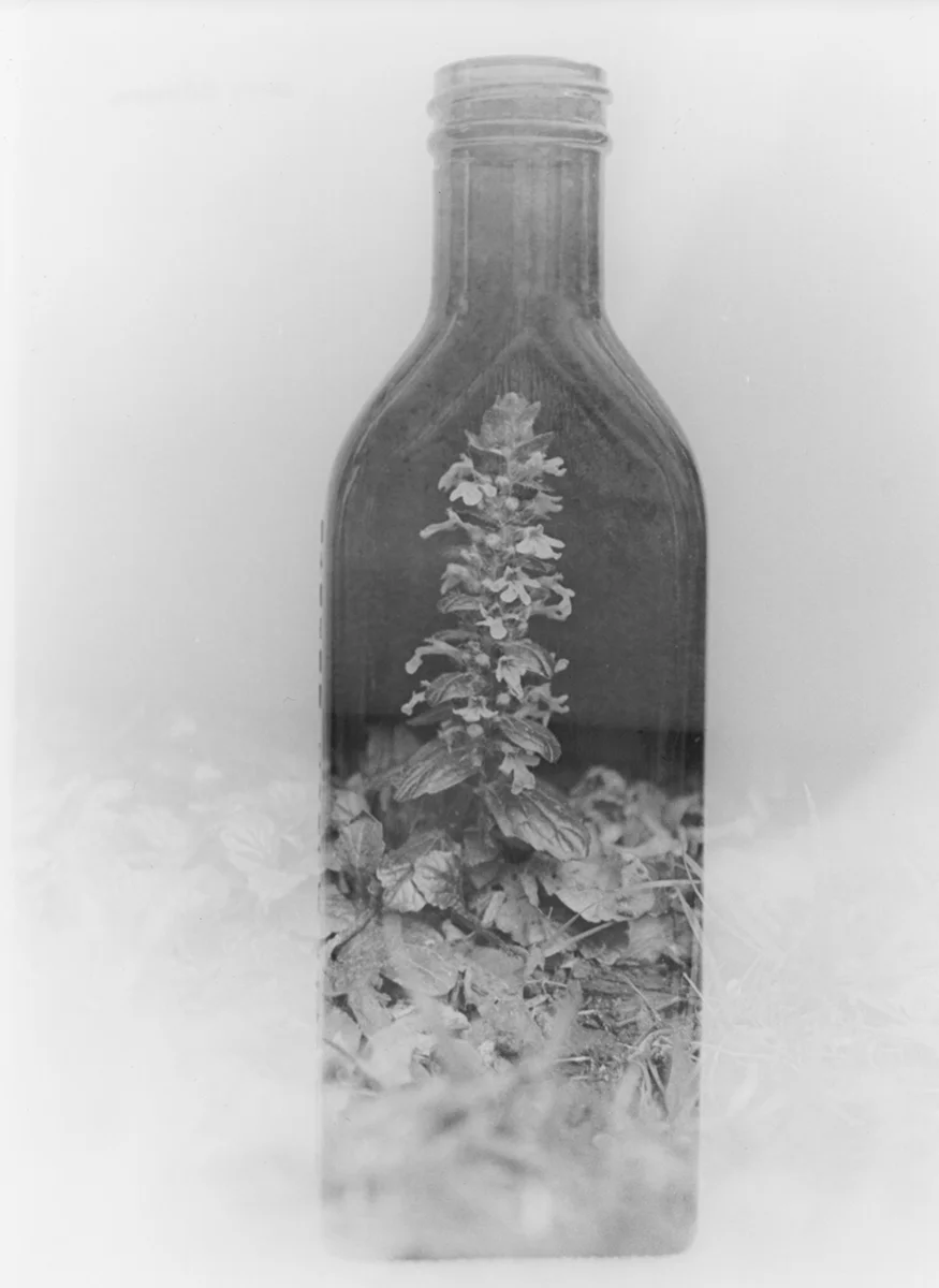 Anthropocene 3