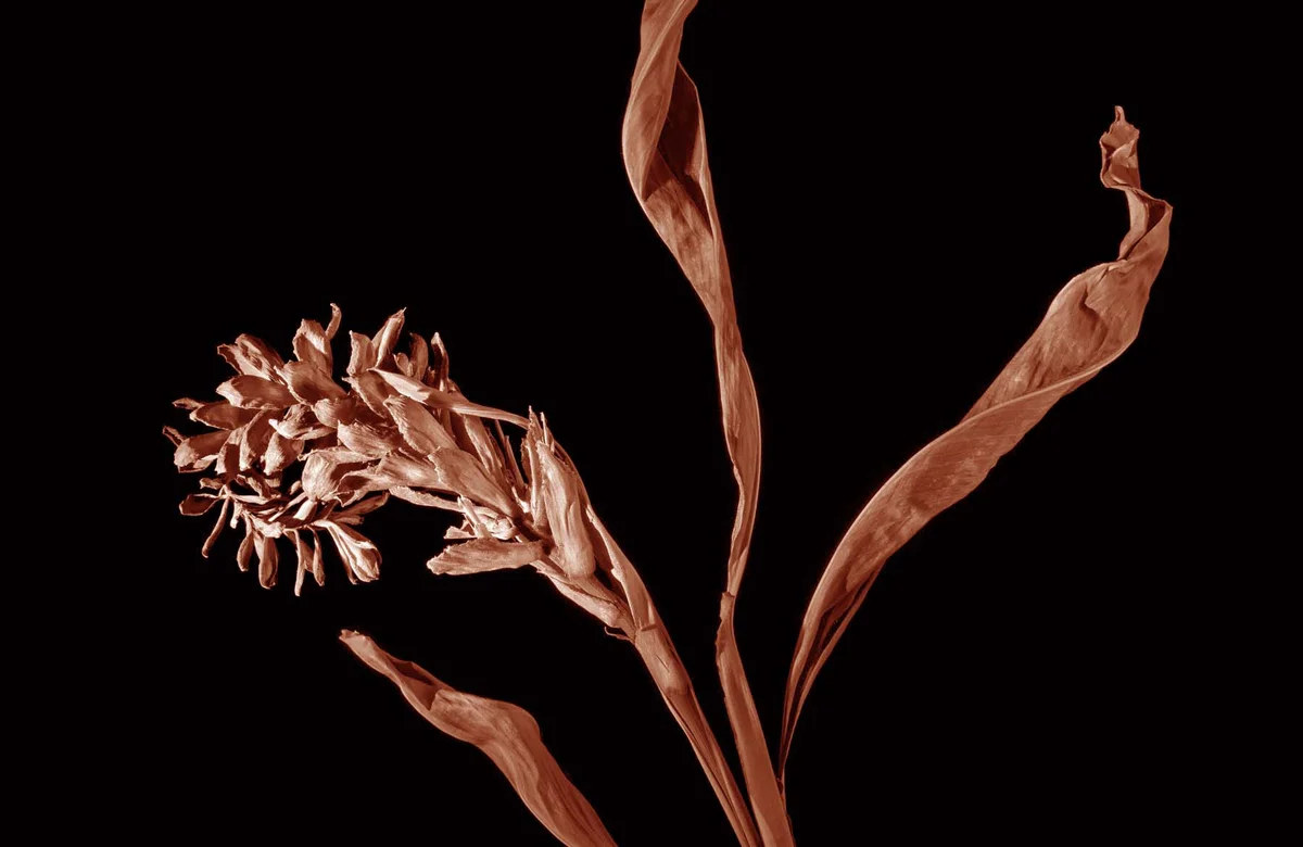 Ginger Lily