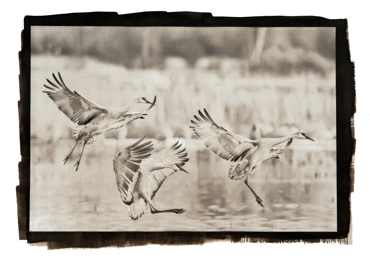 Final Approach, Sandhill Cranes