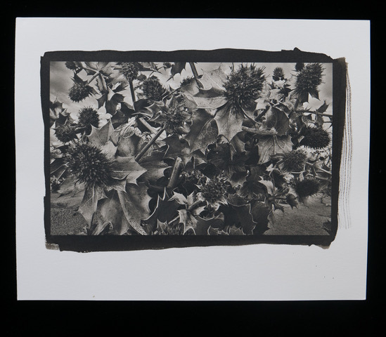 Lacanau Weeds