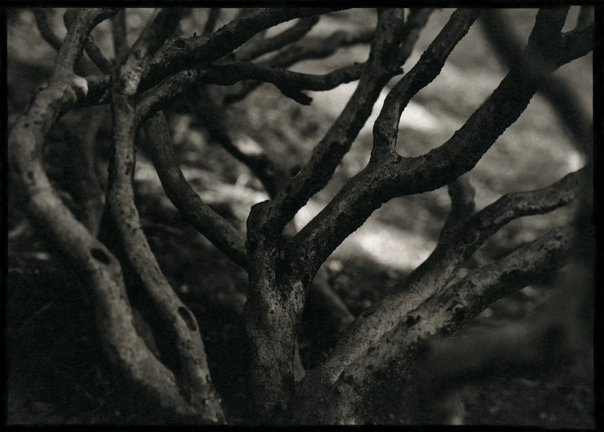 The Shadow of the Wind
