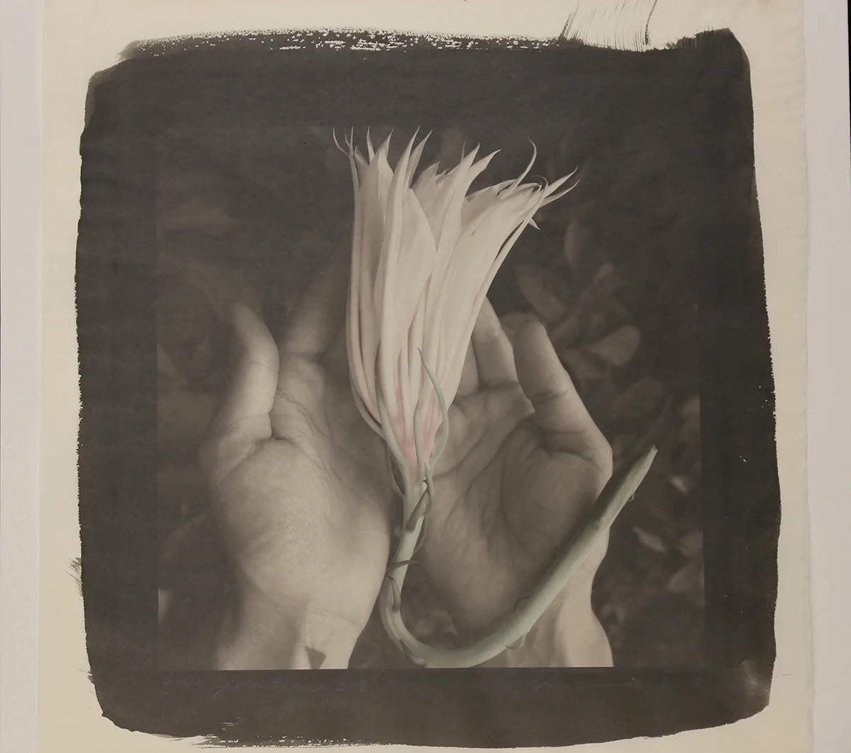 "From the Given Series" Night Blooming Cereus