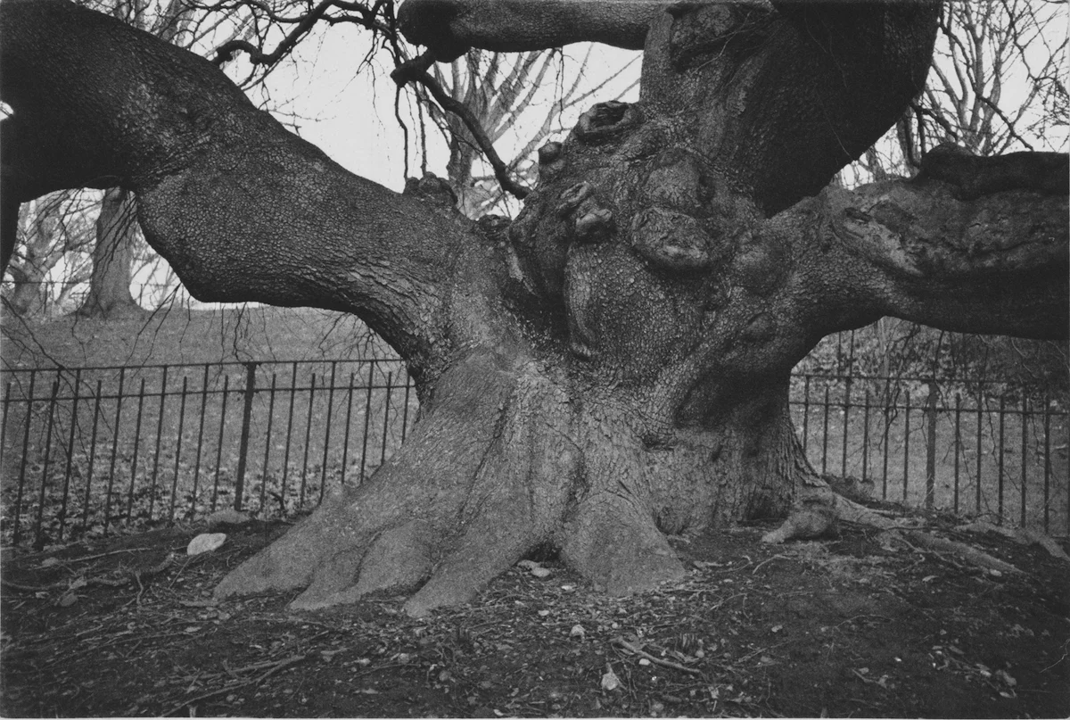 Tree VIII, 2018
