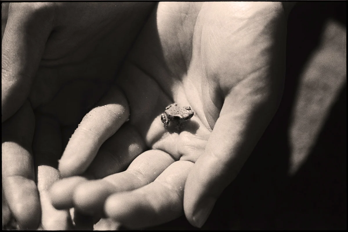 Hands & Toad