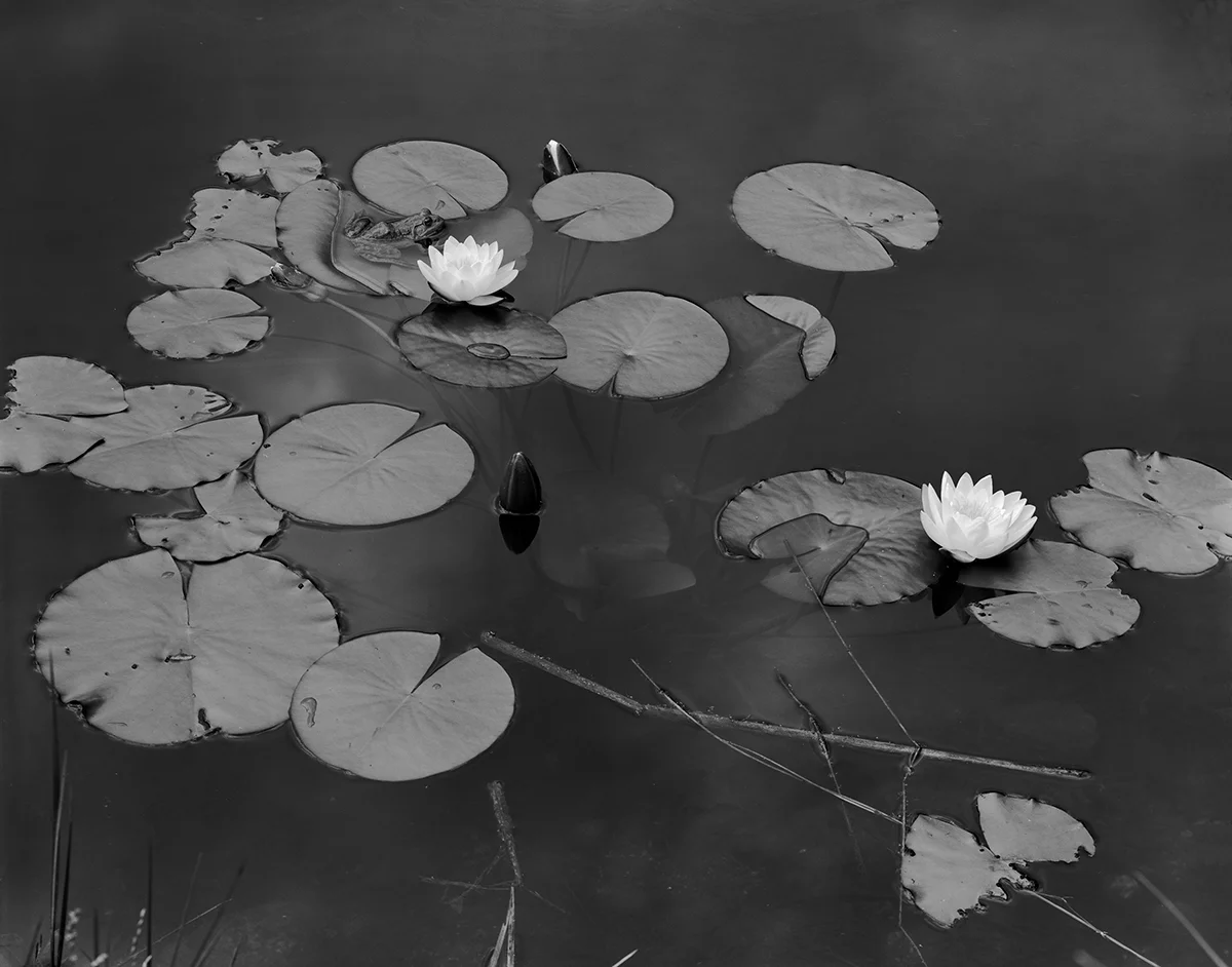 Frogs and Lilys, Vermont, 1976