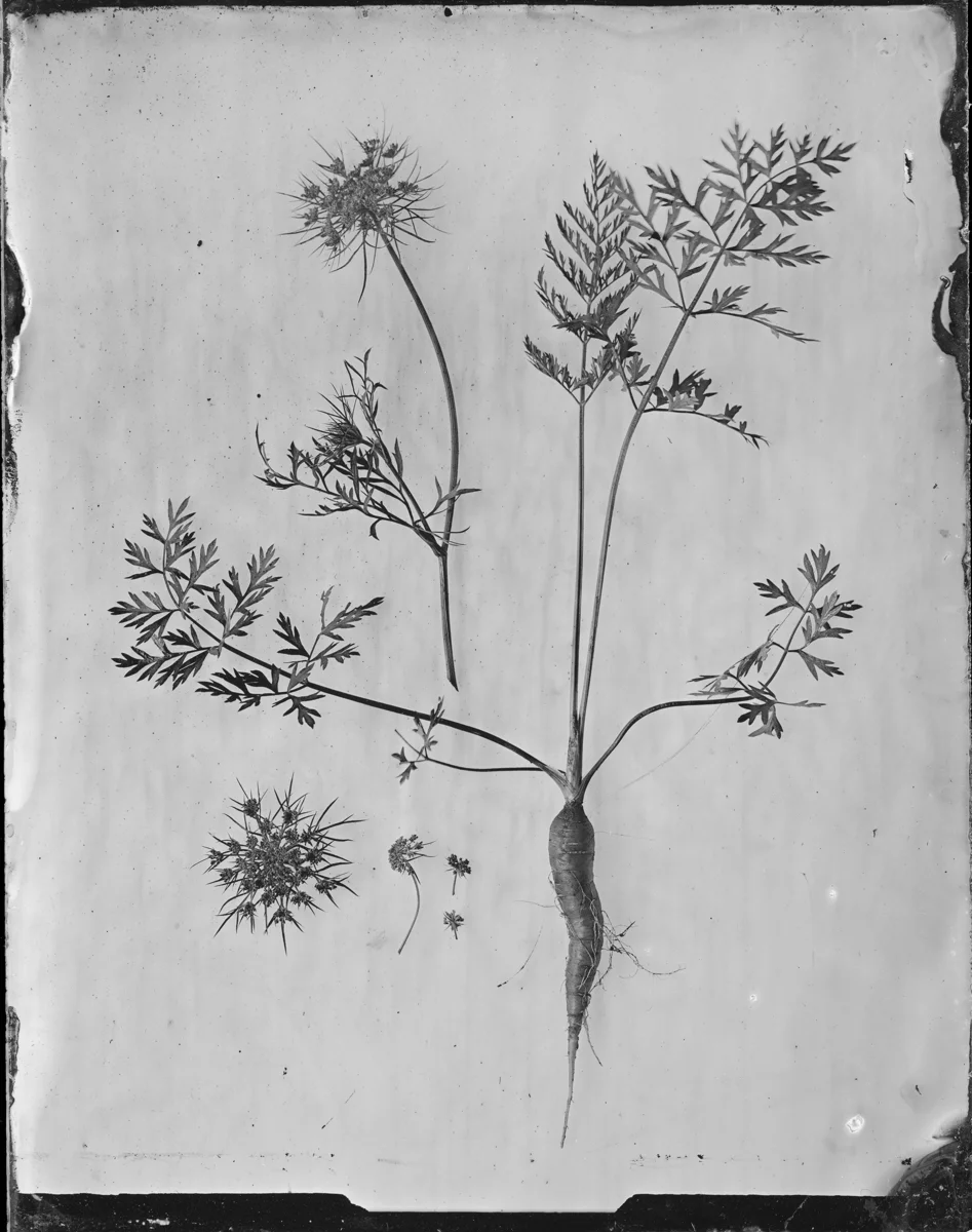 Daucus carota var. sativa (carrot)