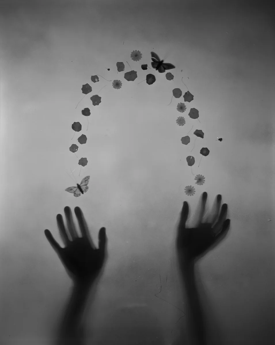untitled (petal arc)