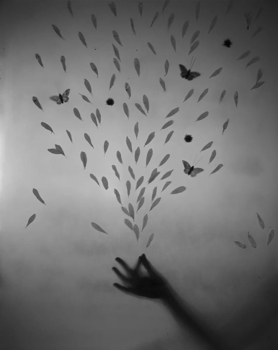 untitled (daisy petals)