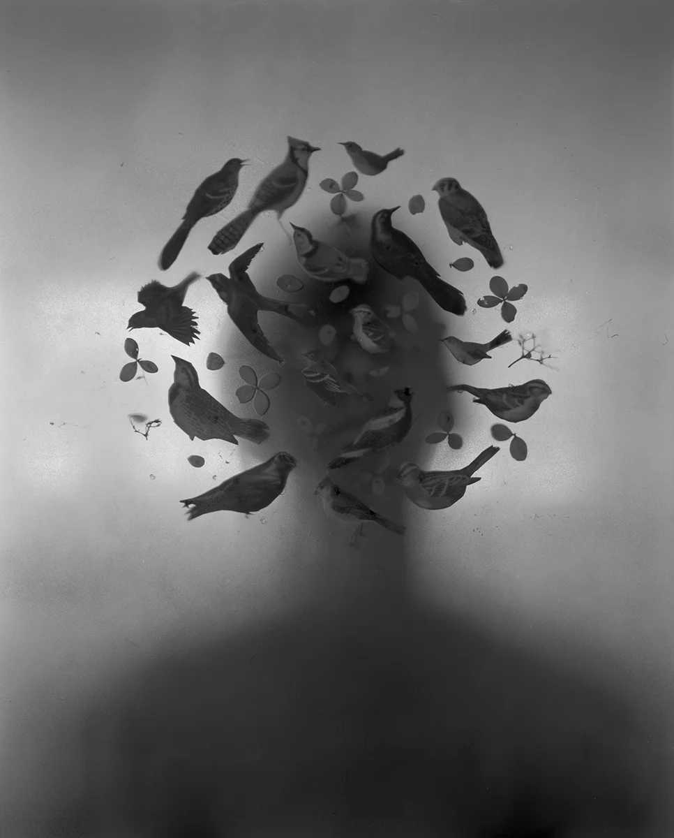 untitled (birds)
