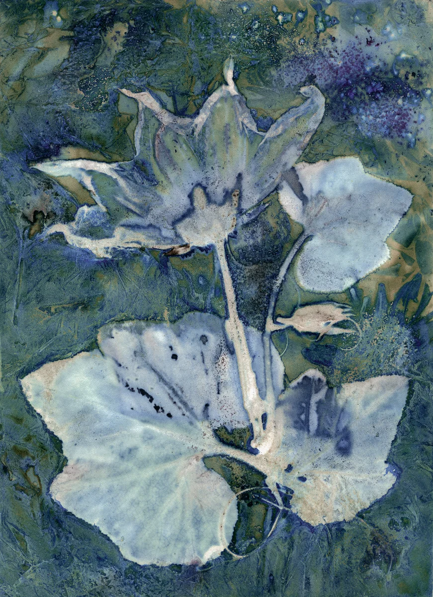 Butternut Squash Blossom