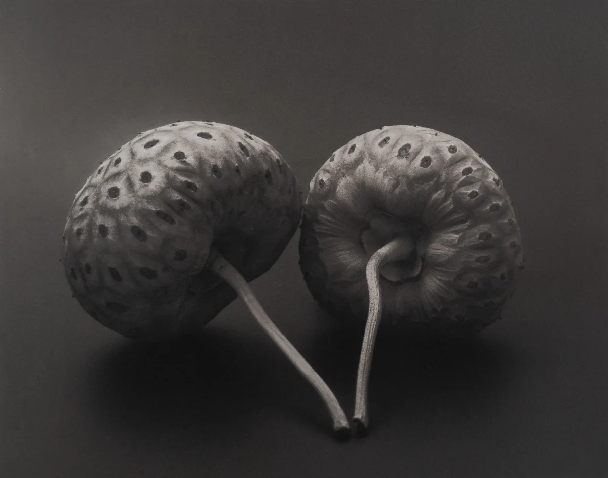 Evergreen Dogwood Seed Pods
