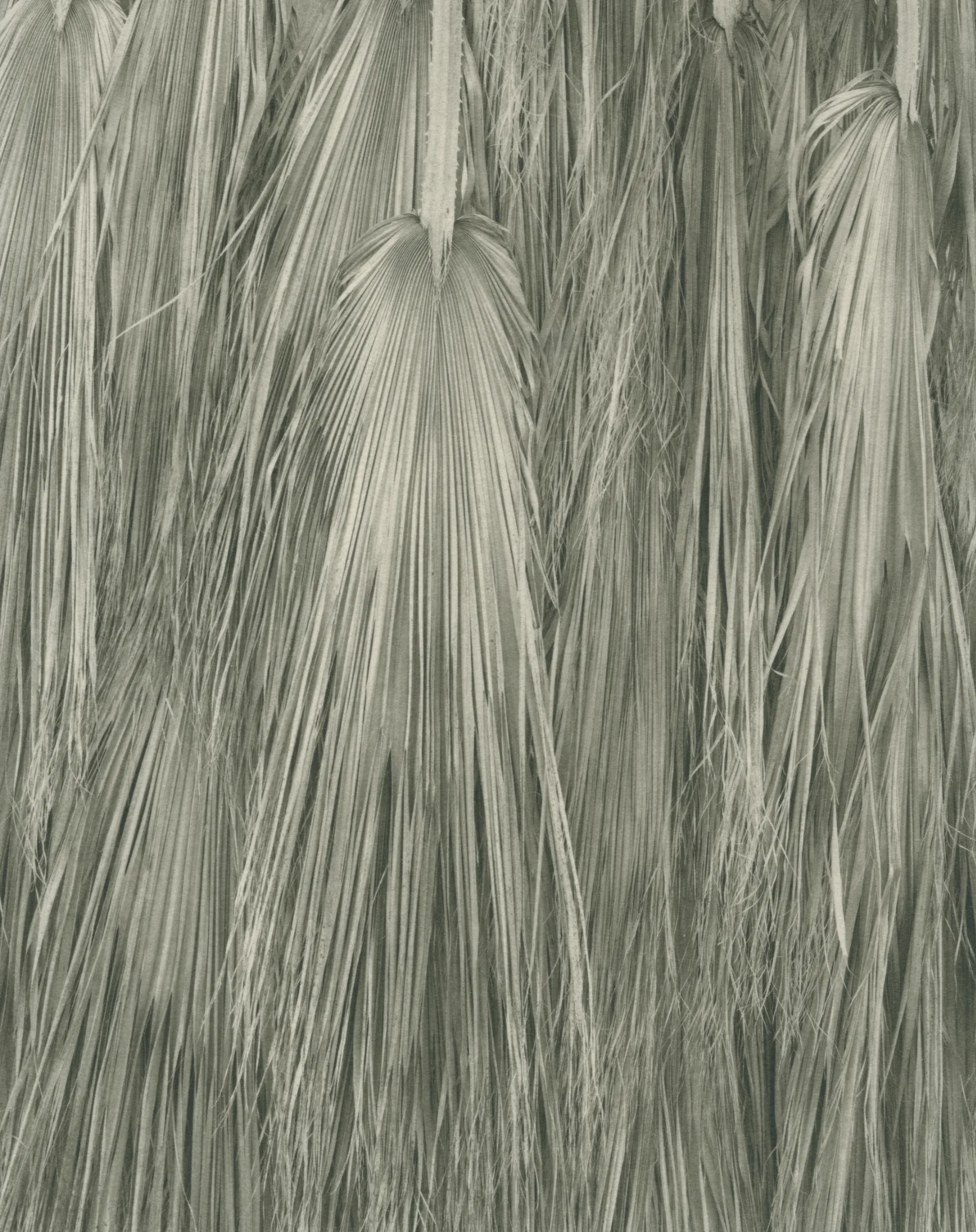Palm Fonds