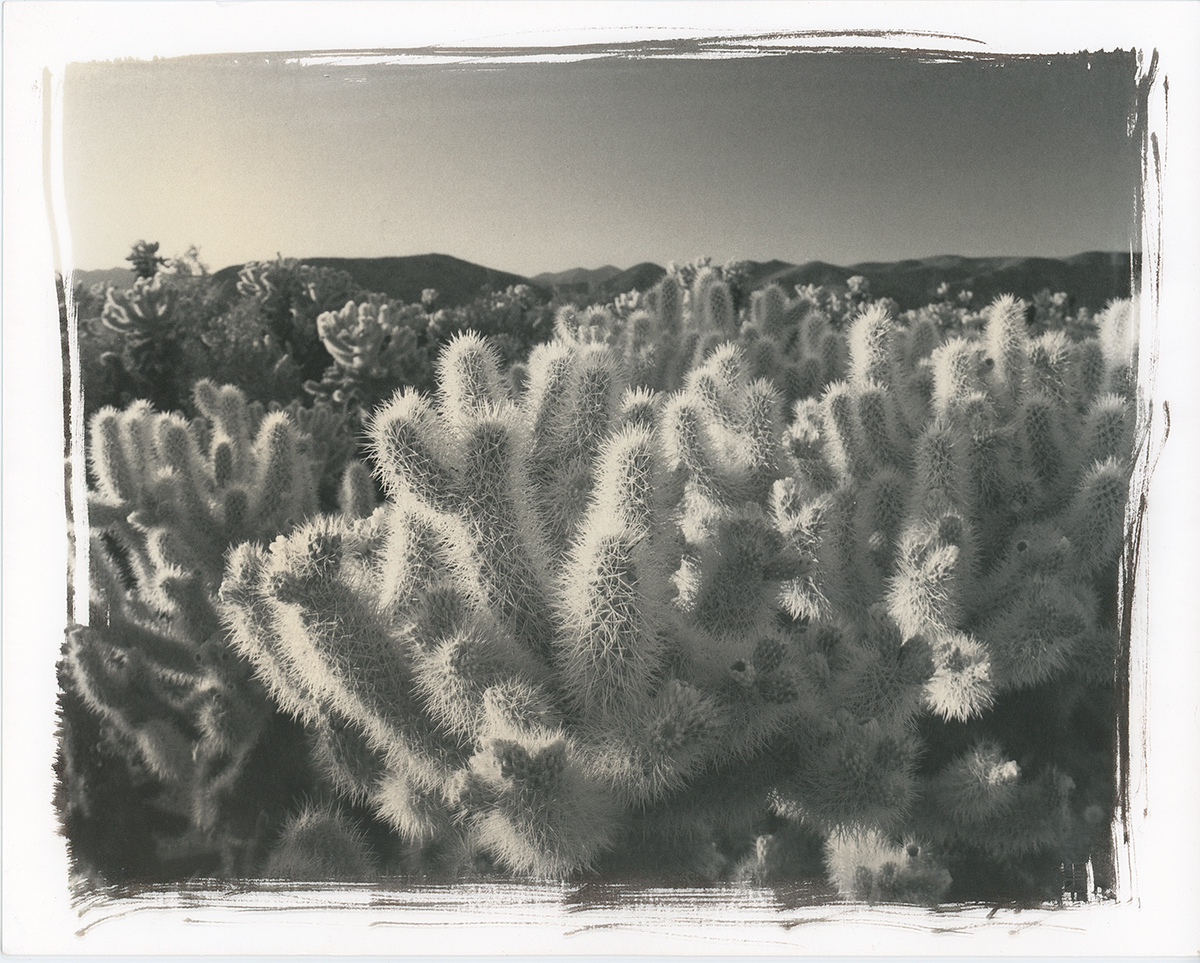 Joshua Tree 7