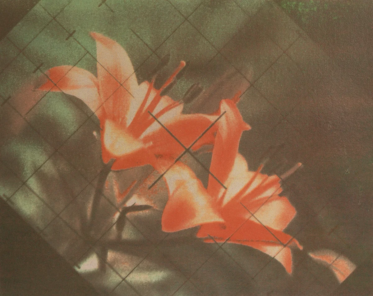 Lily in Focus