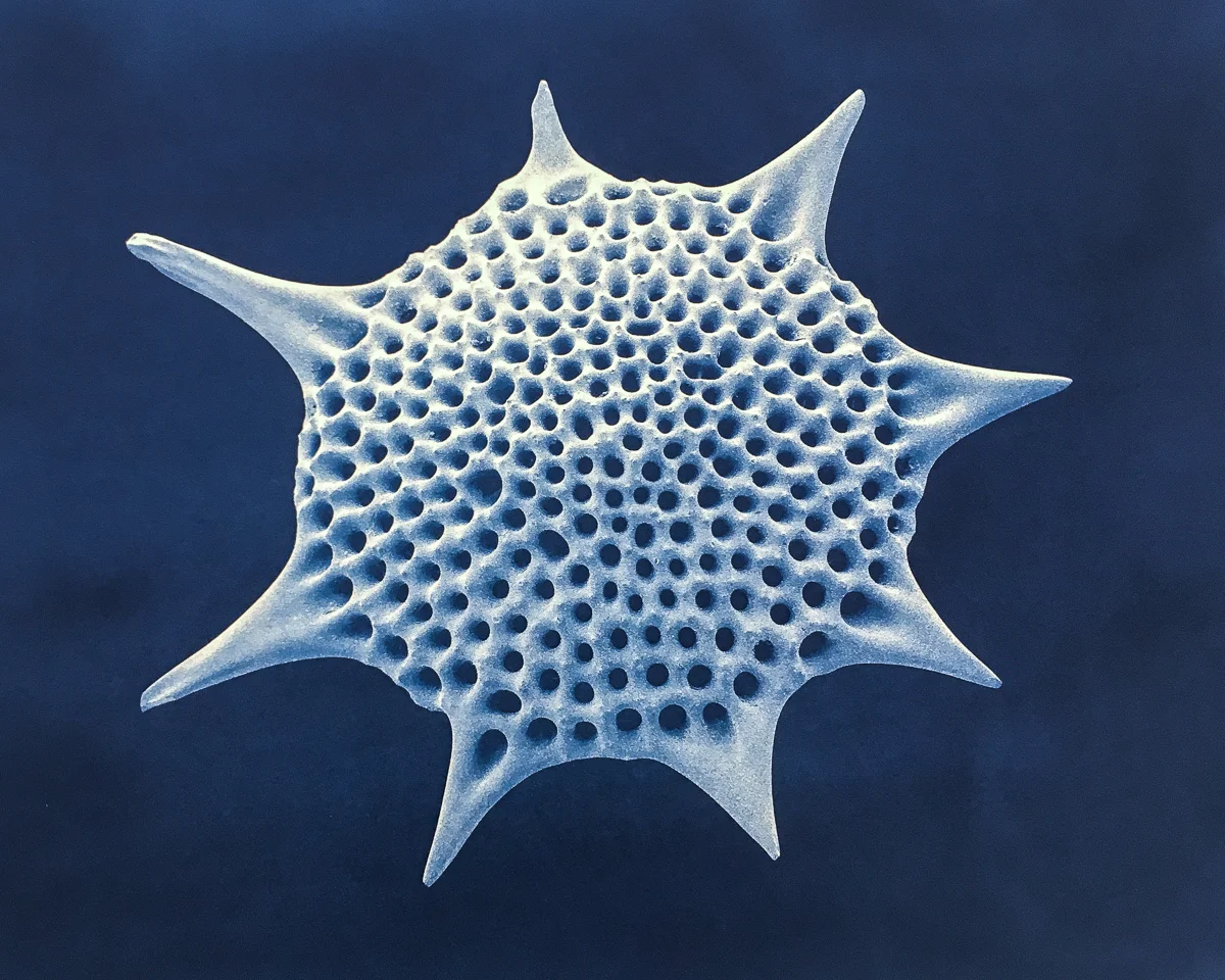 Radiolaria III