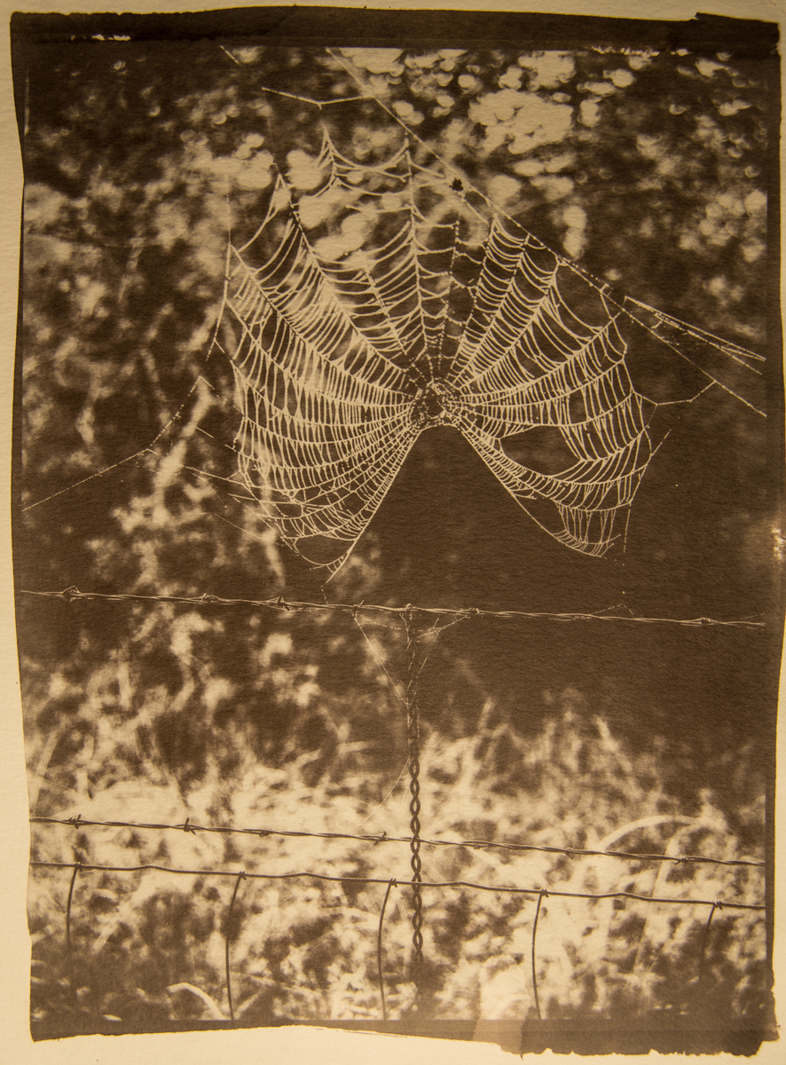 Spider Web with Barbed Wire Fence