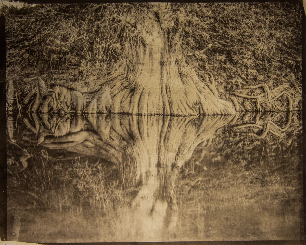 Bald Cypress Reflection