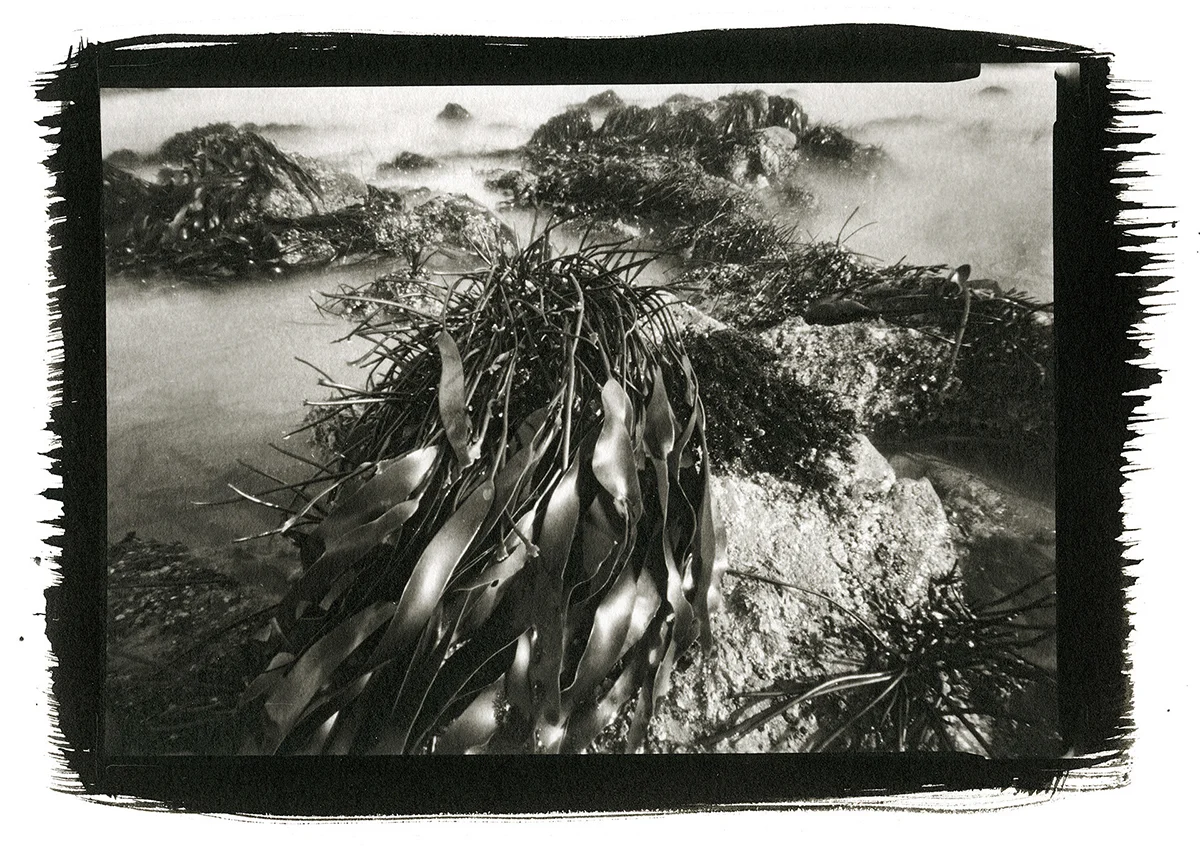 Stranded Sea Palm, Seal Rock, Oregon