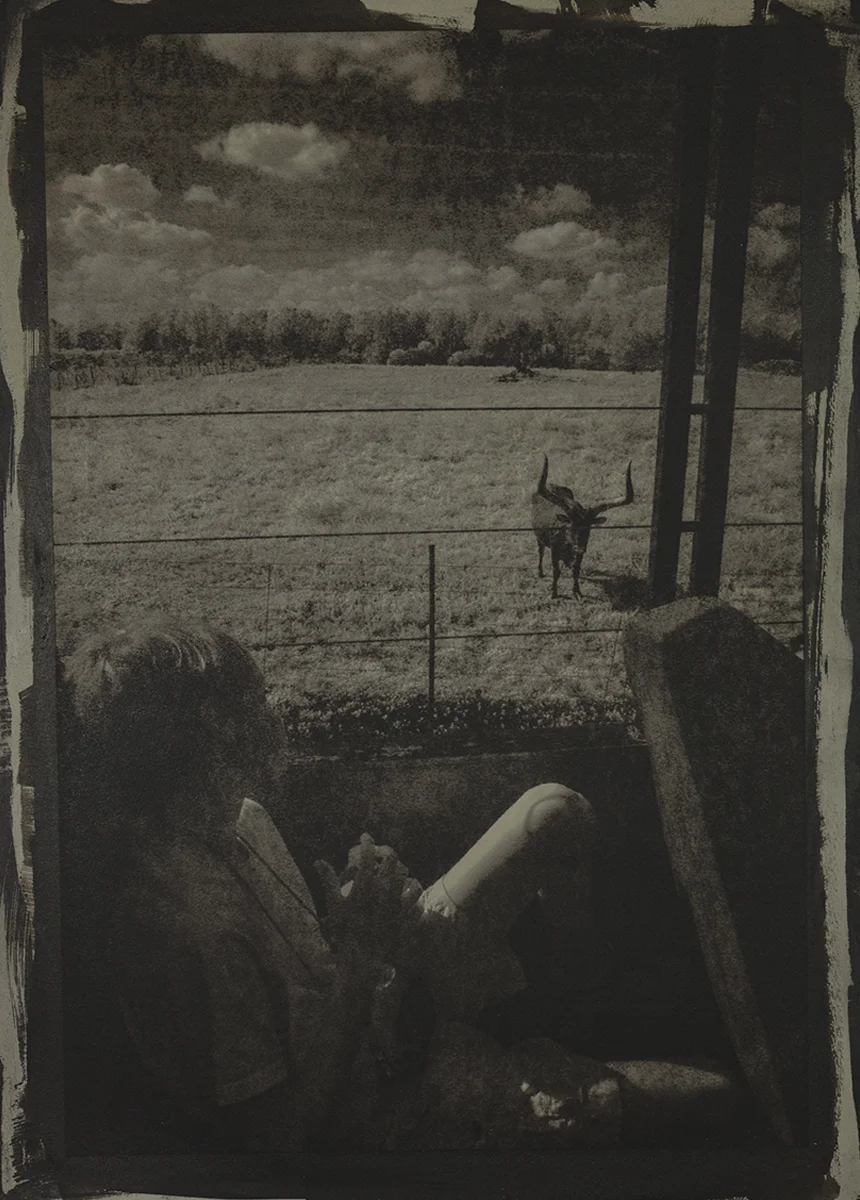 Bull View