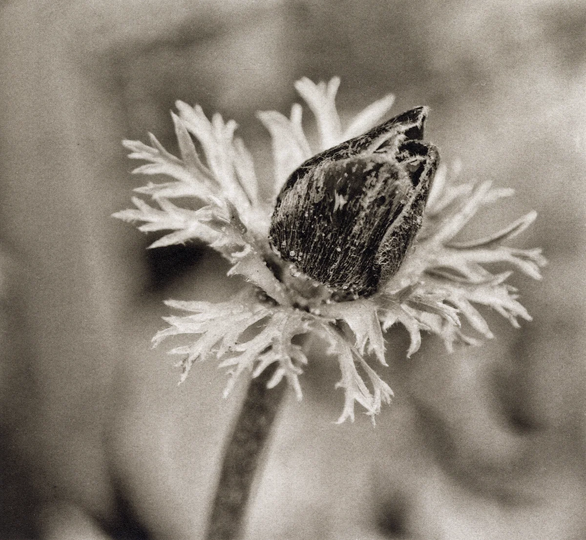 Budding