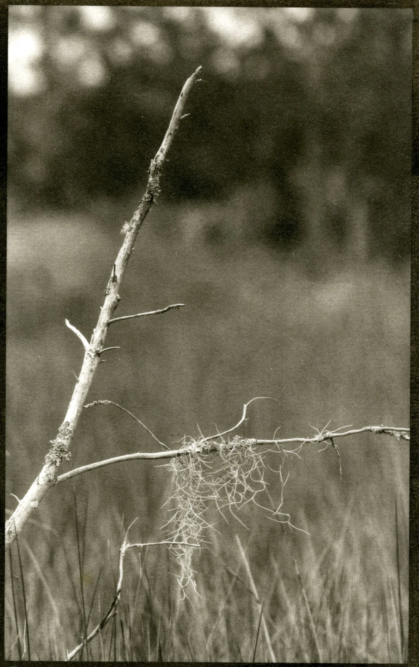 Lost Twigs