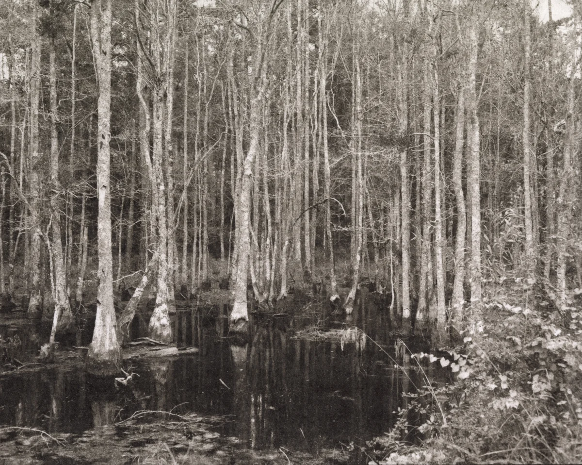Cypress Trees, Brooklet, GA