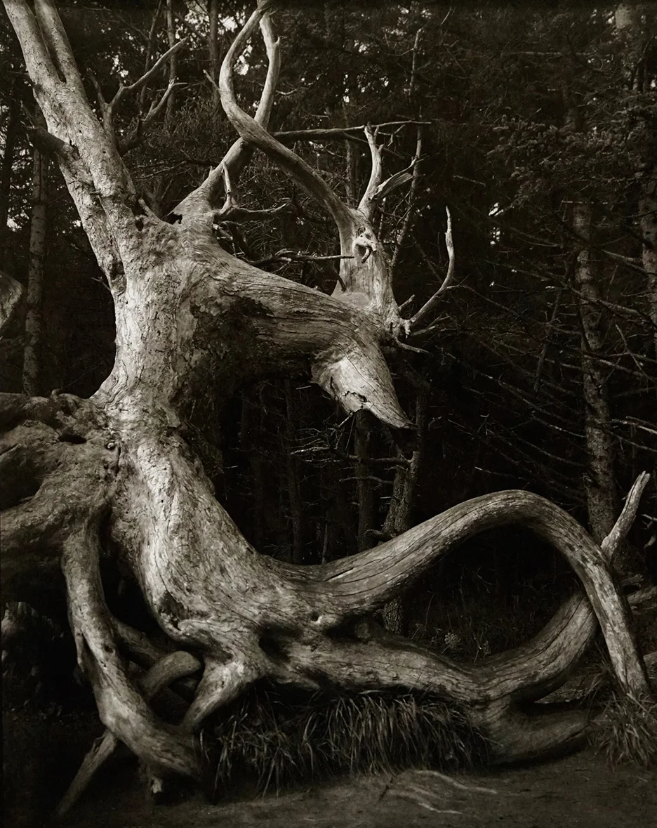 Twisted Elk, Shore Arces