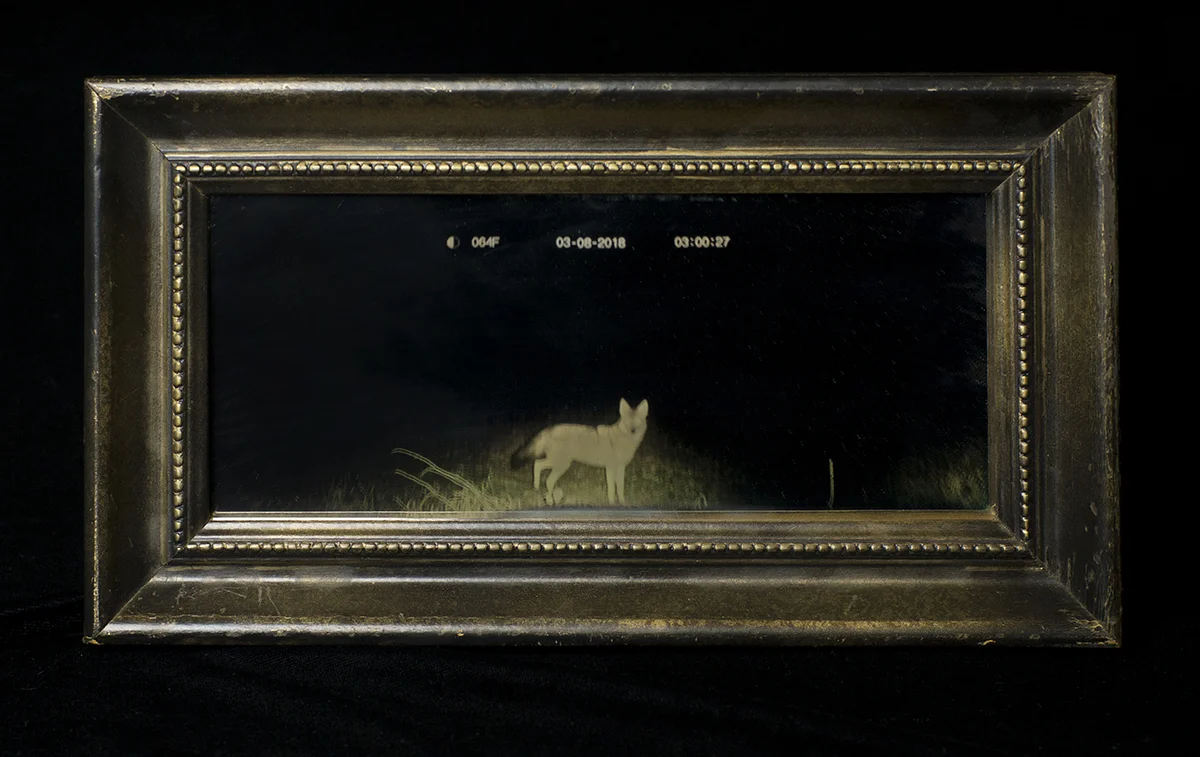 Anamorphosis (Coyote by train tracks)