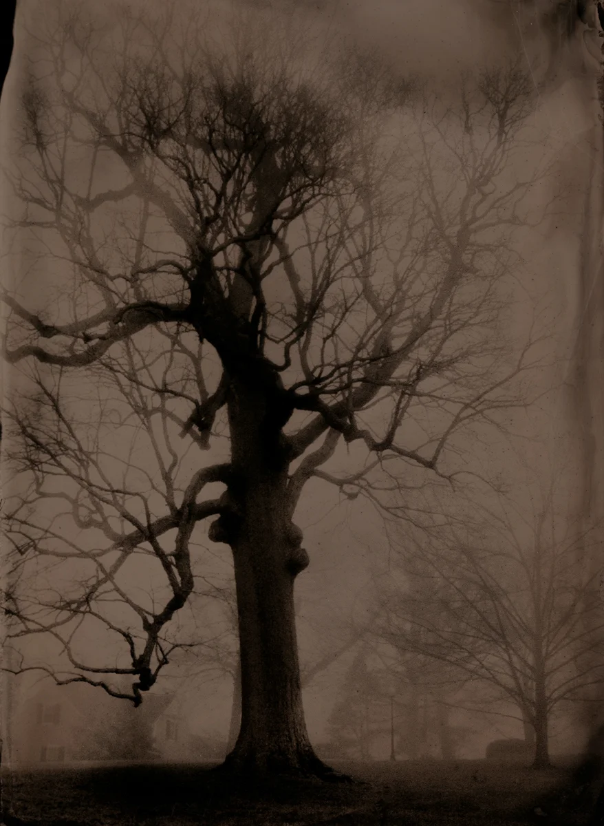 Large Oak