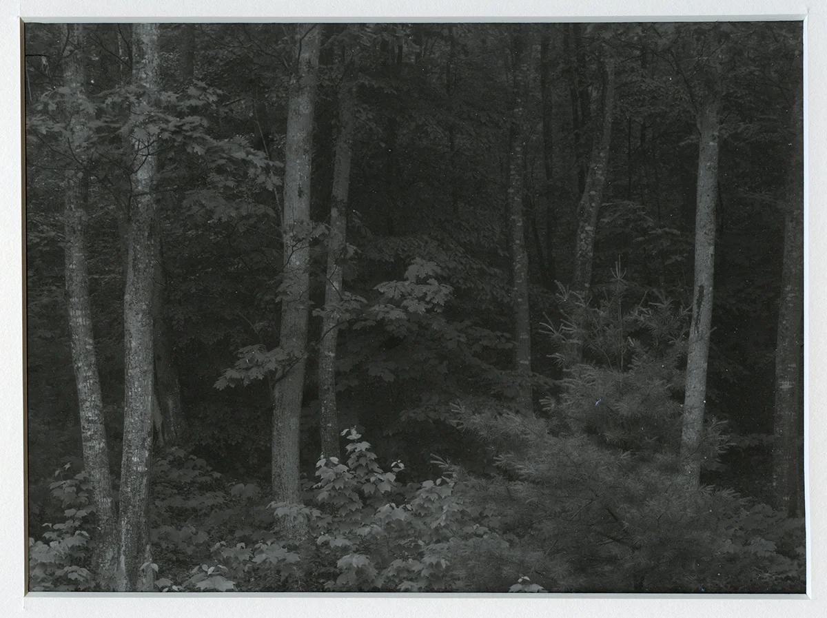Dana Strout Carbon Transfer Print 6 x 7 7/8 inches matted to 11 x 15 NFS strout_dana_1, entry #1265 www.danastroutlaw.com