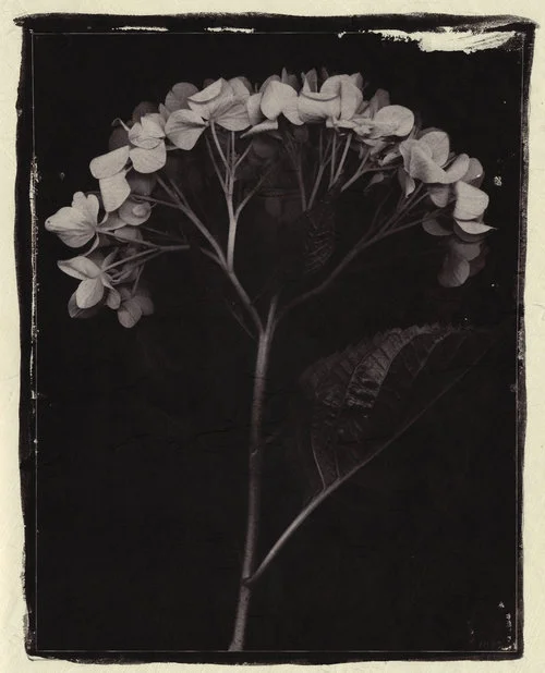 Hydrangea